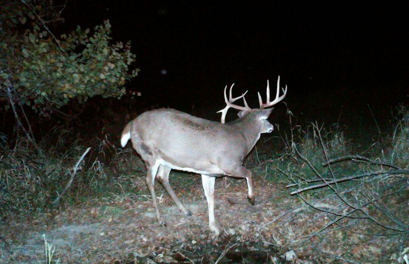 october mature buck tactics