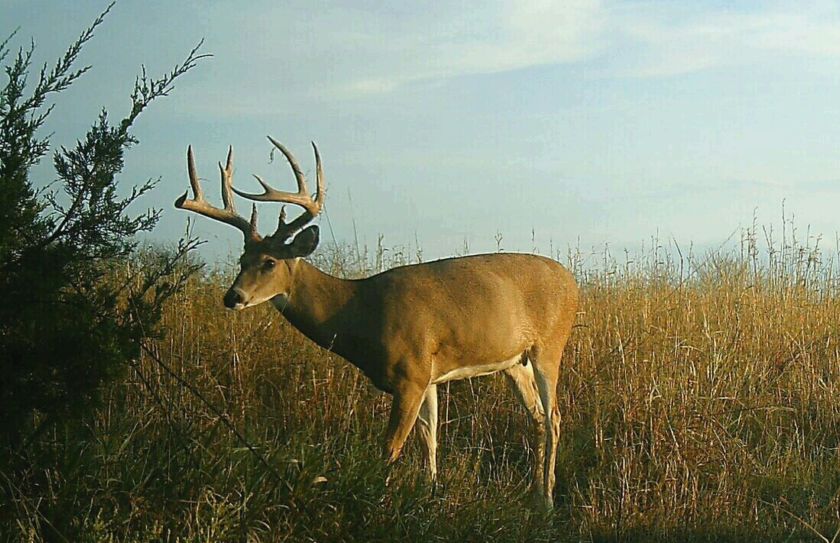 whitetail rut stand locations