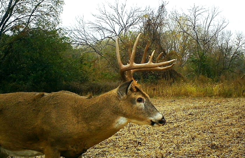 2017 whitetail rut