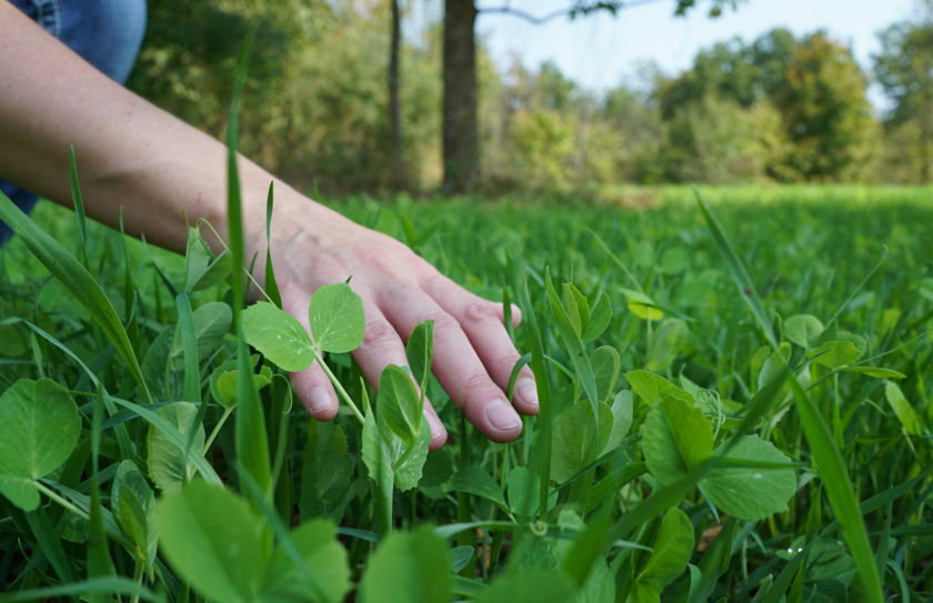 food plot plantings