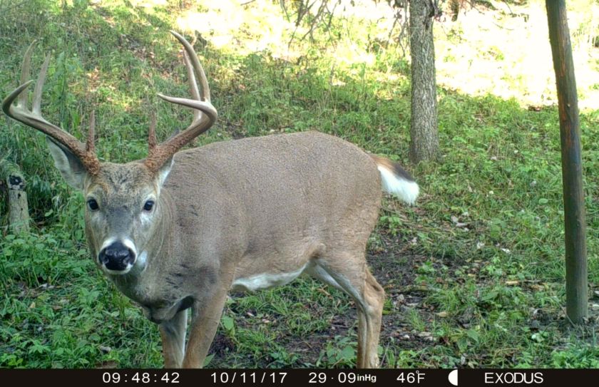 2017 pre rut whitetail forecast