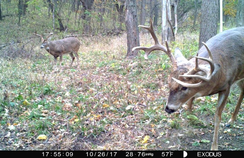 windy weather whitetail