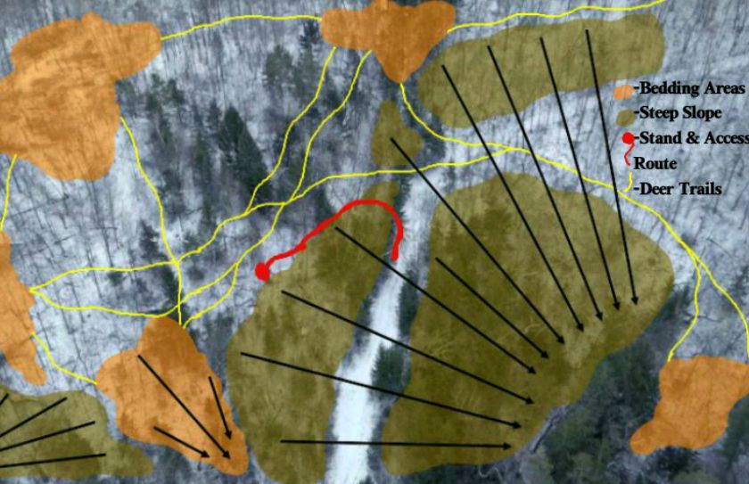 scouting whitetail rut