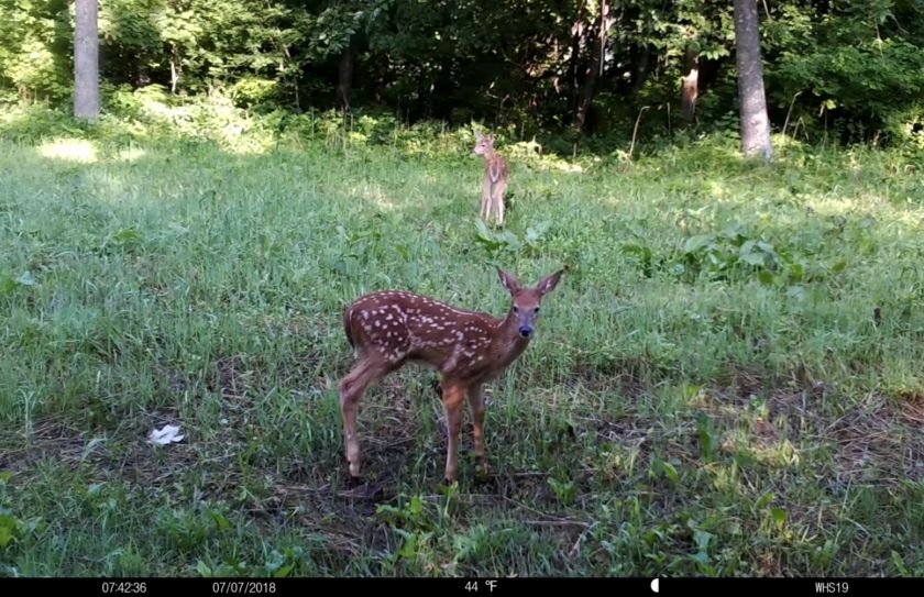 summer trail cam bucks