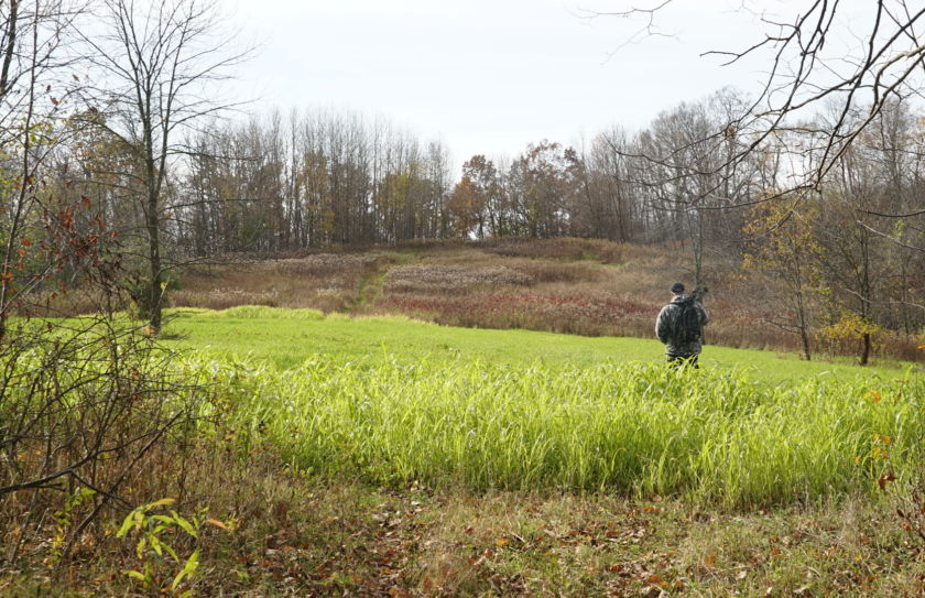 bucks with food plots