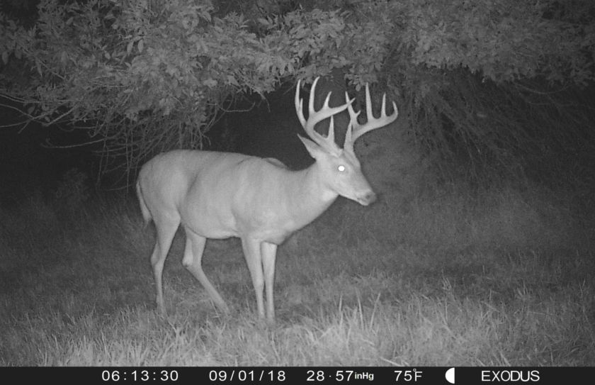 food plot sanctuary