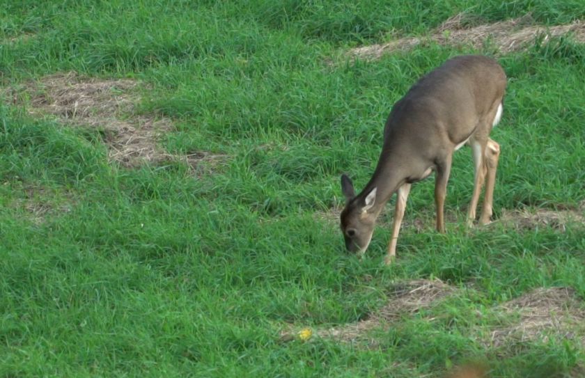 Bad Food Plot Seed