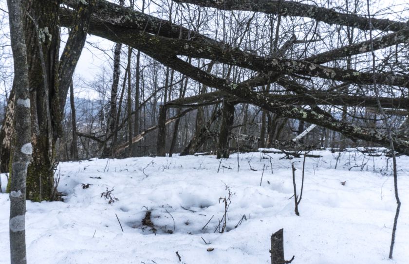 deer bedding canopy