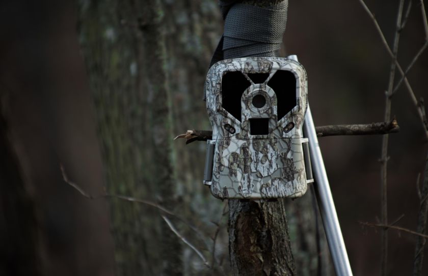 mock scrape buck census