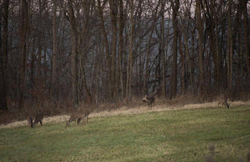 late season food plot hunting