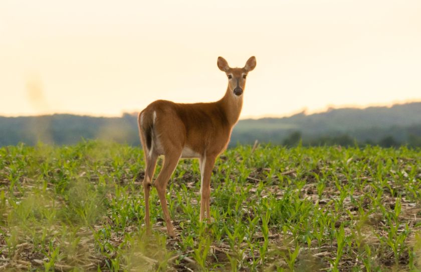 reduce deer numbers