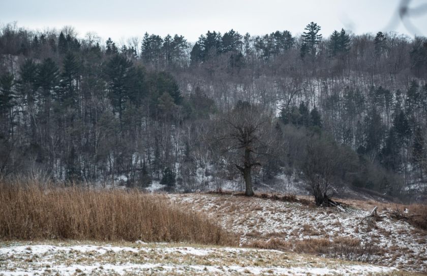 deer sanctuary improvement