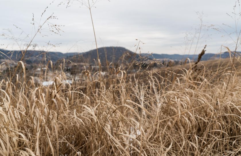 switchgrass deer screening