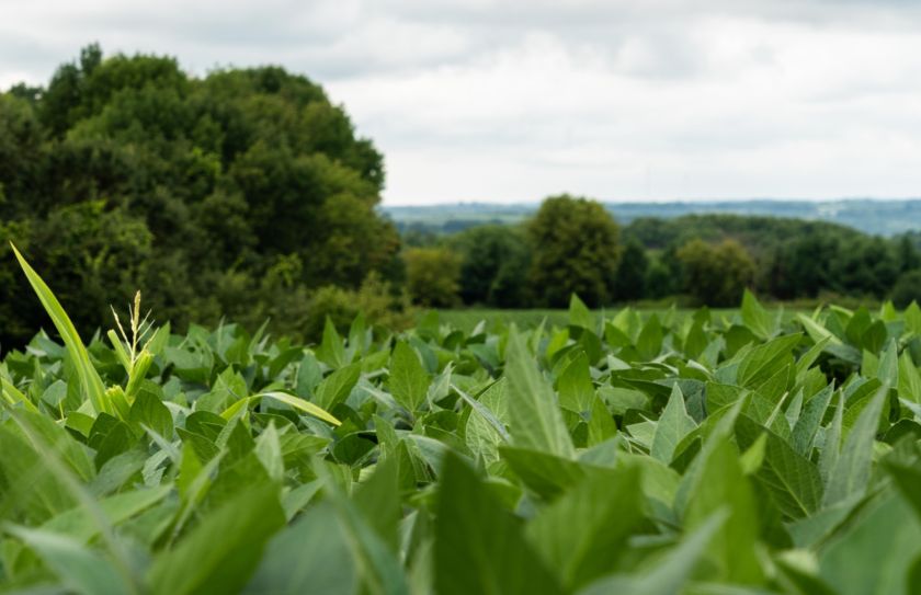 2018 food plot 