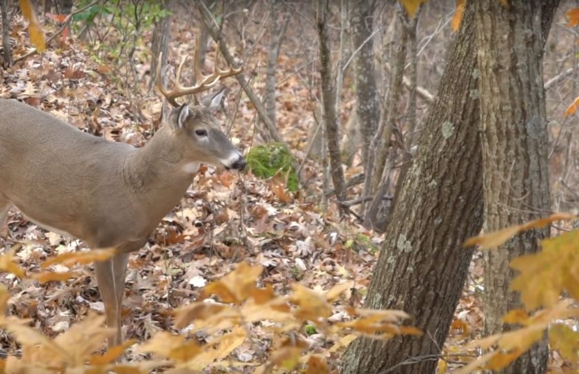 Daylight Buck Movement