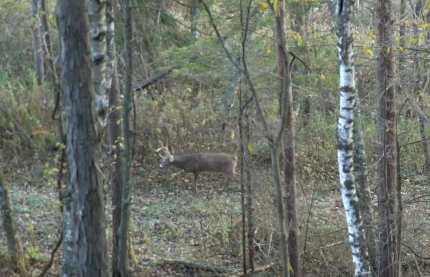 Deer Travel Corridor