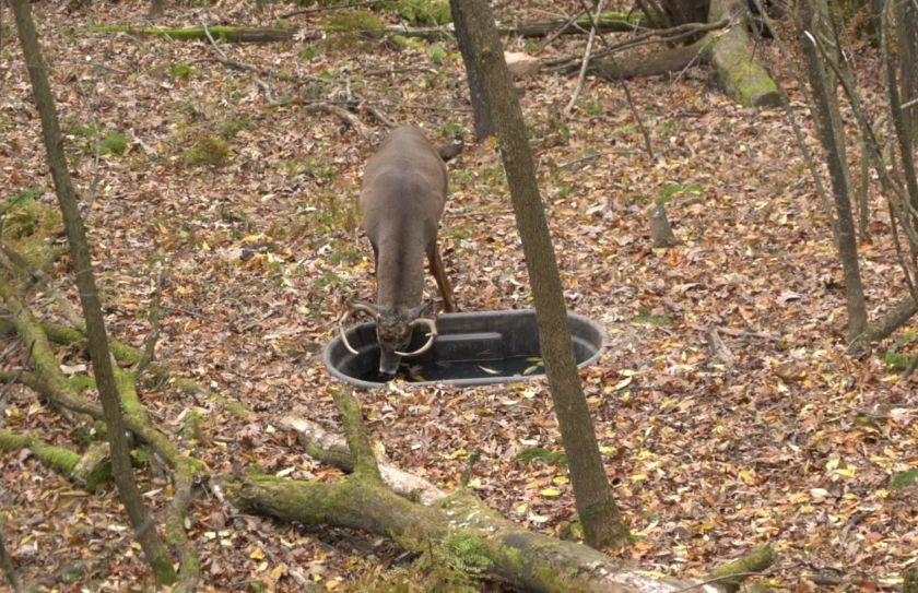 Deer Waterhole