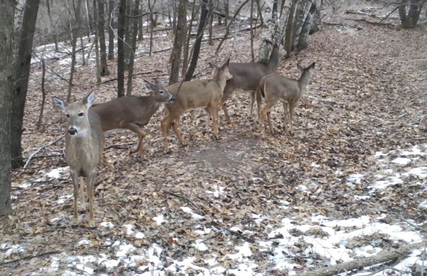 Doe Hunting Strategy