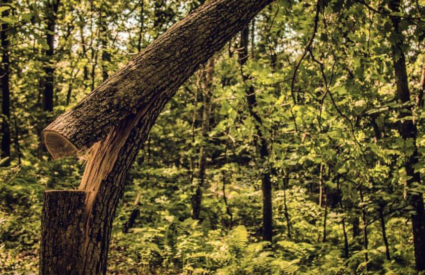 cut timber for deer