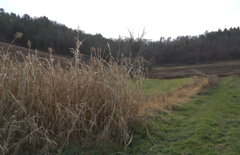 Food Plot Hunting