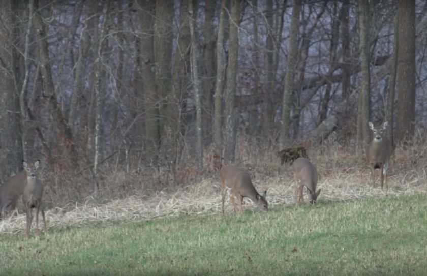 Food Plot Spot