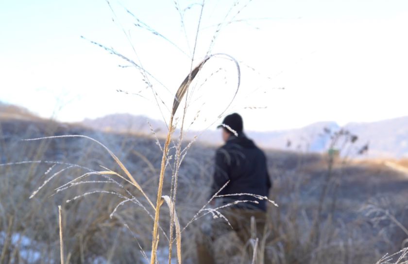 Frost Seed Switchgrass