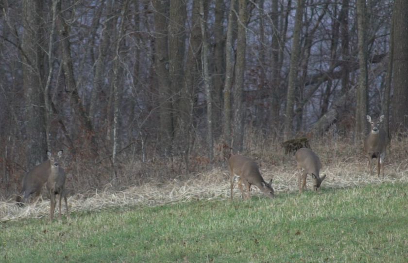 Habitat Movement