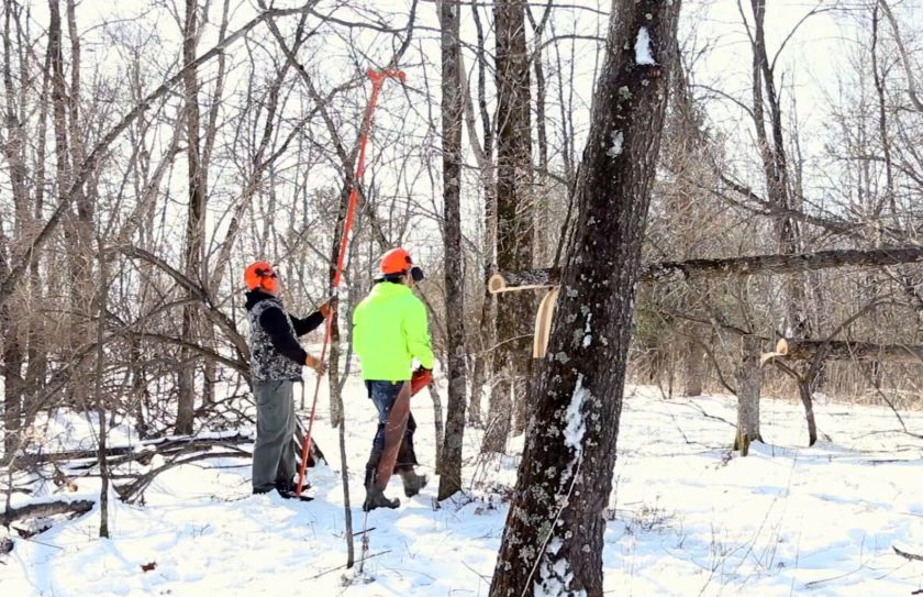 Hinge Cut Deer Habitat