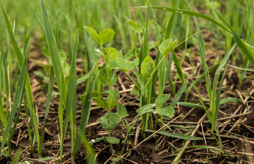 food plot tips