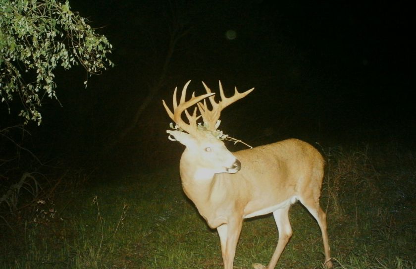 mature buck numbers