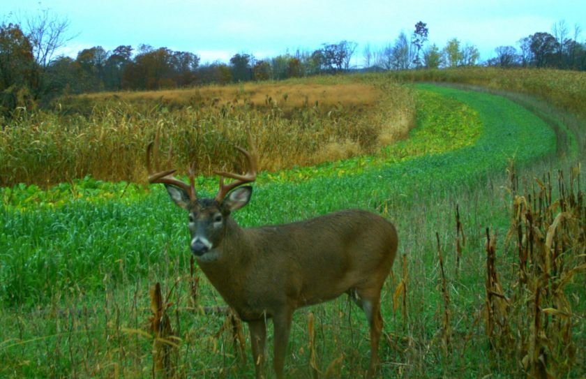 efficient whitetail habitat