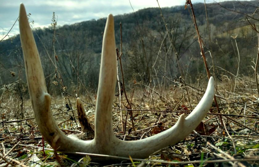 shed antler