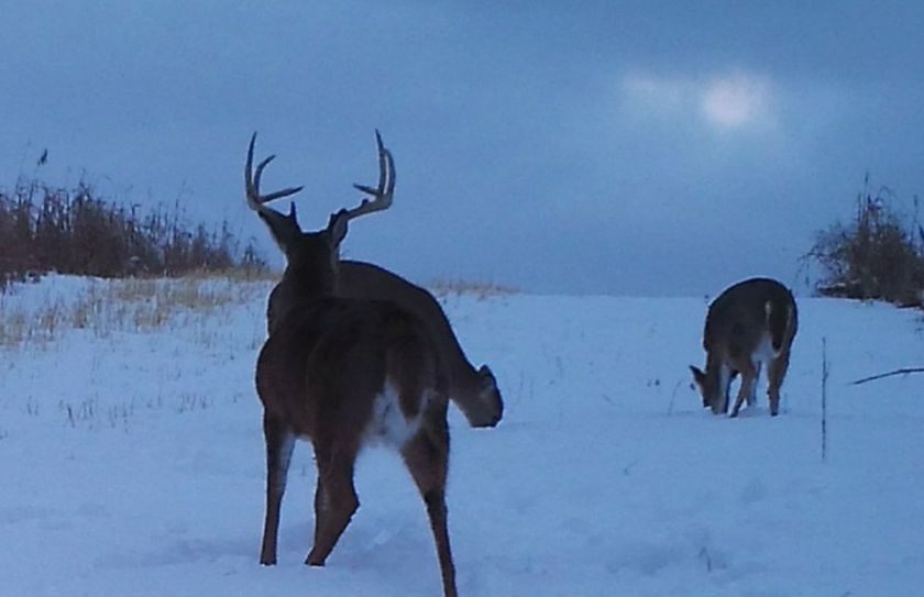 winter whitetail habitat