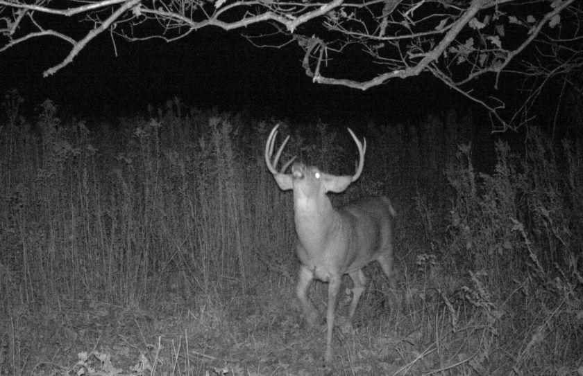 low impact trail cam