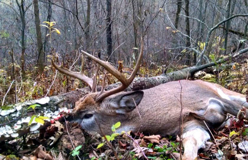 whitetail bedding log