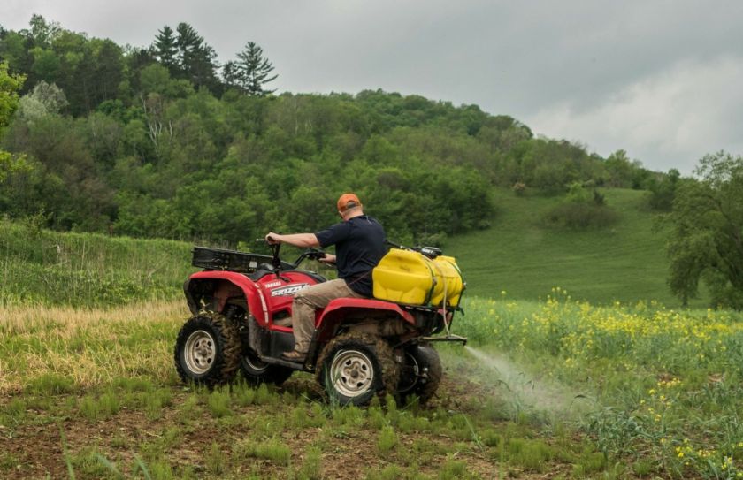 food plots for deer bedding