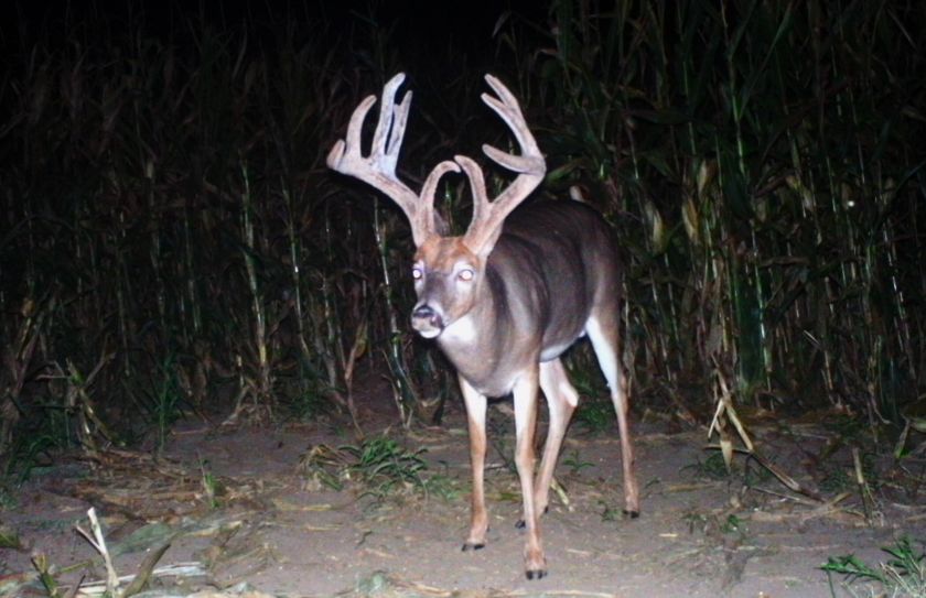 food plot acreage