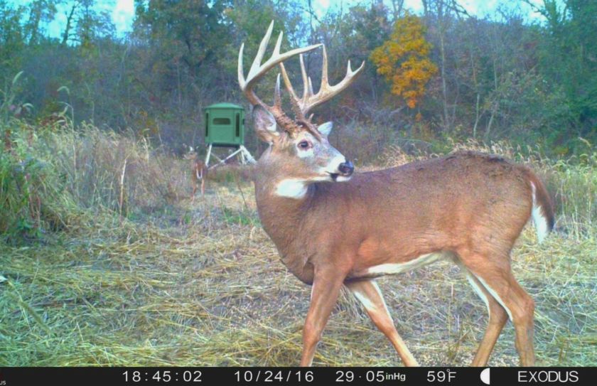 2017 whitetail rut 