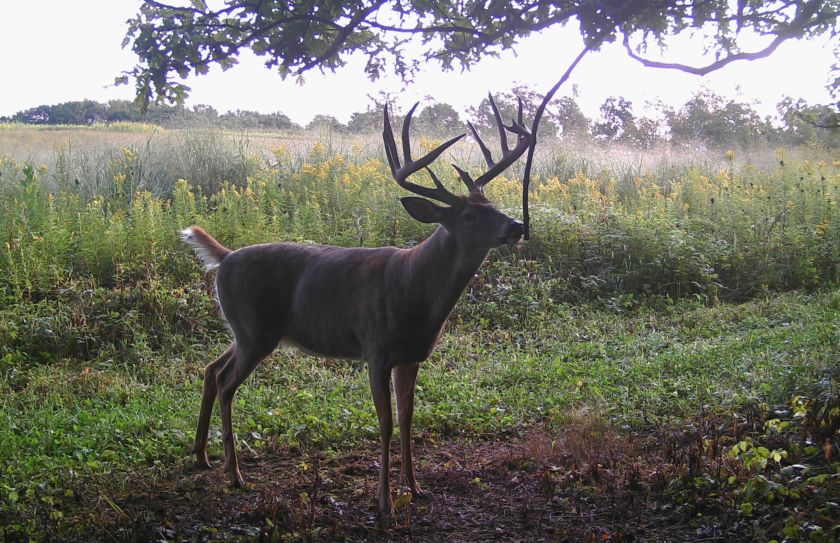 hunt whitetails in wind