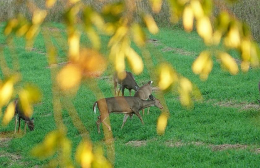 time to shoot a doe