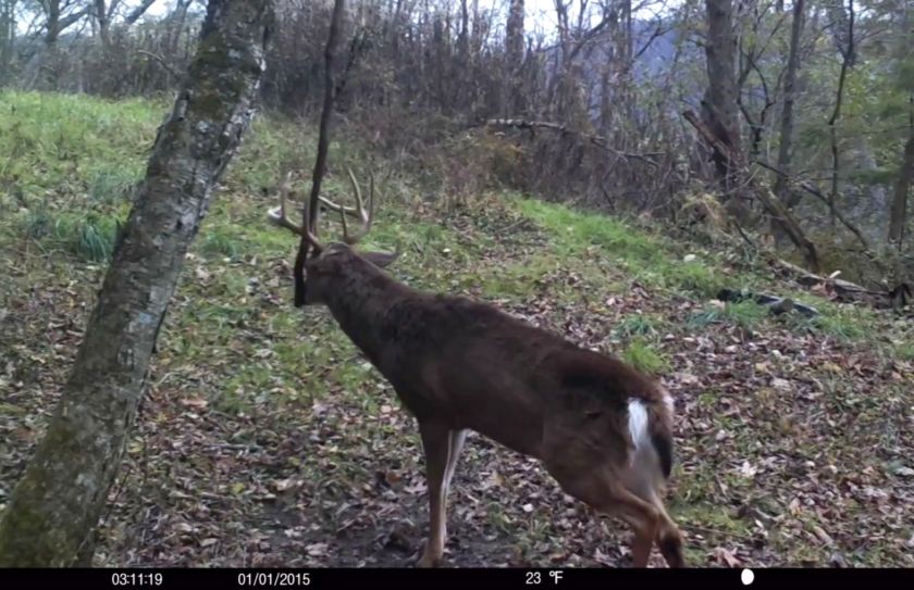 rut cruising whitetail habitat