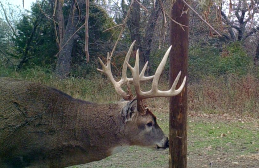 whitetail secondary rut