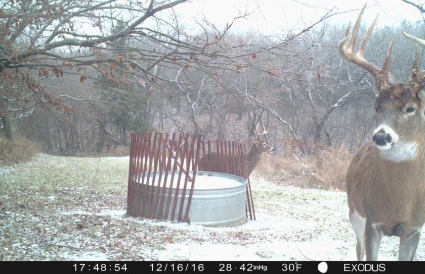 food plots fail