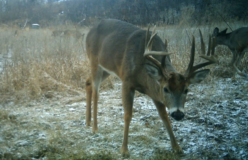 cold front deer movement