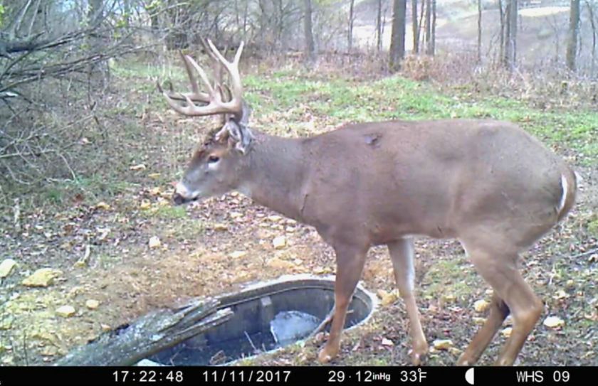 whitetail habitat improvements