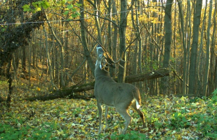 nocturnal deer pic ratio