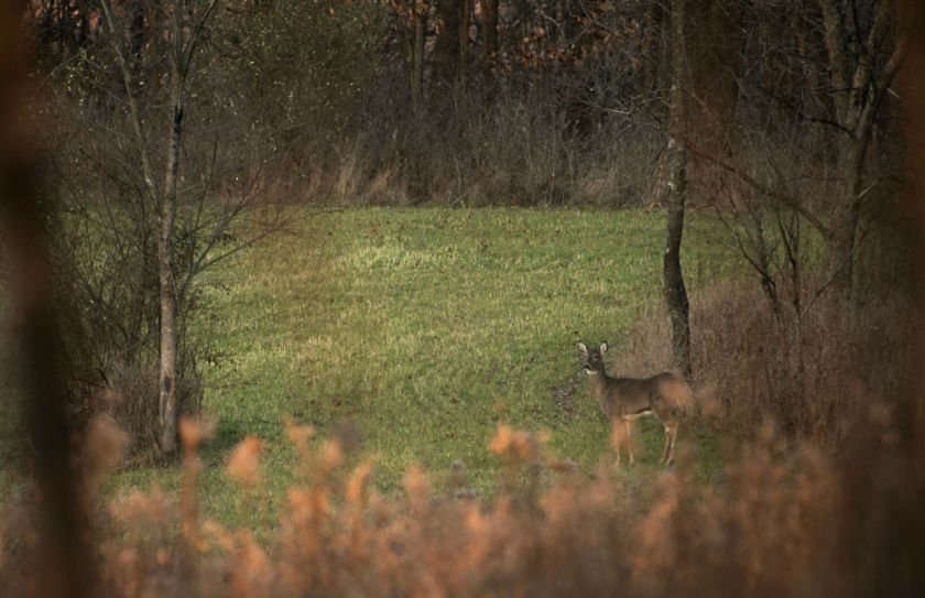 food plot screening