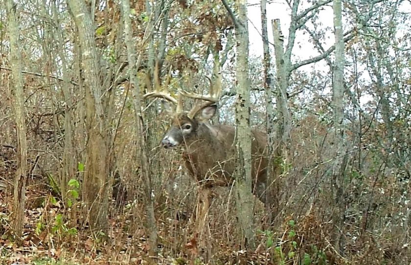 staging area habitat