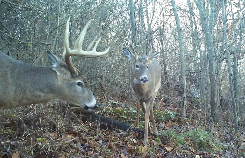 bowhunting buck corridor