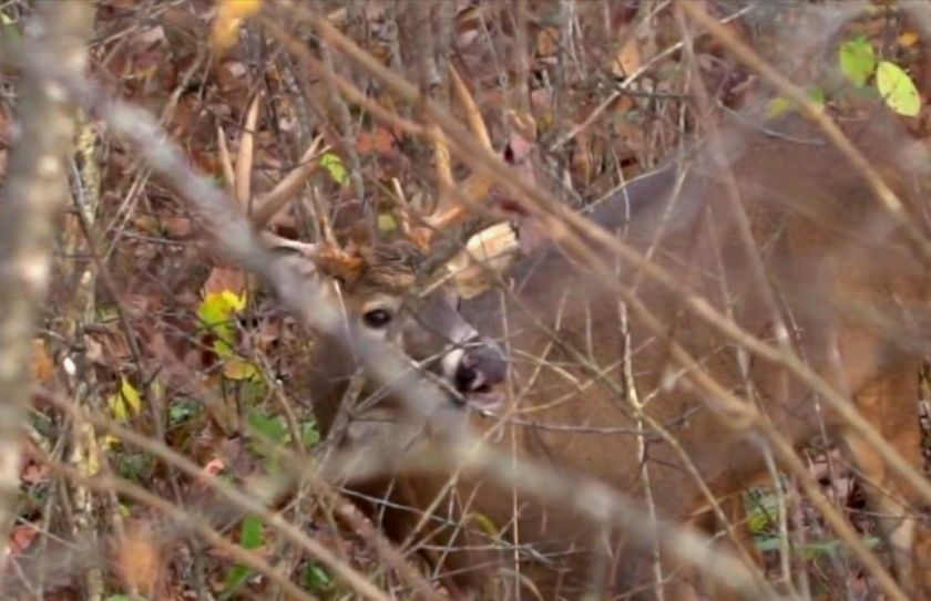 whitetail browse